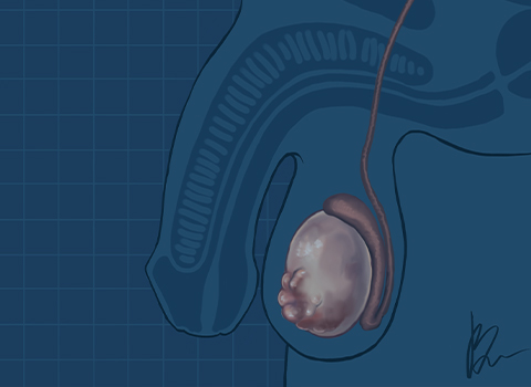 Hererák tájékoztató